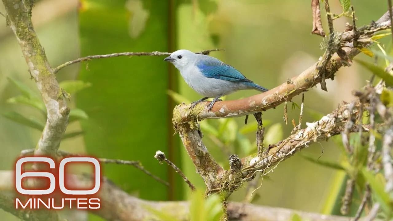 Birds of War | Sunday on 60 Minutes