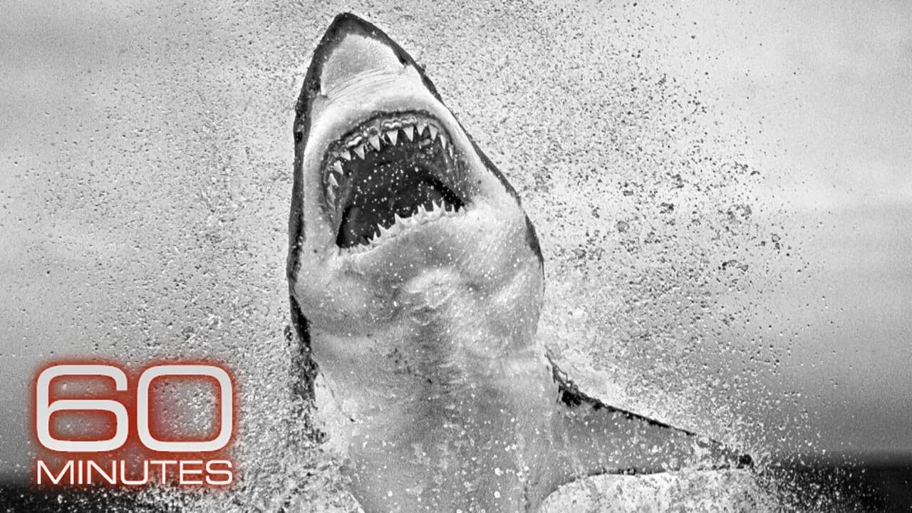 Inside wildlife photographer Chris Fallows' archive
