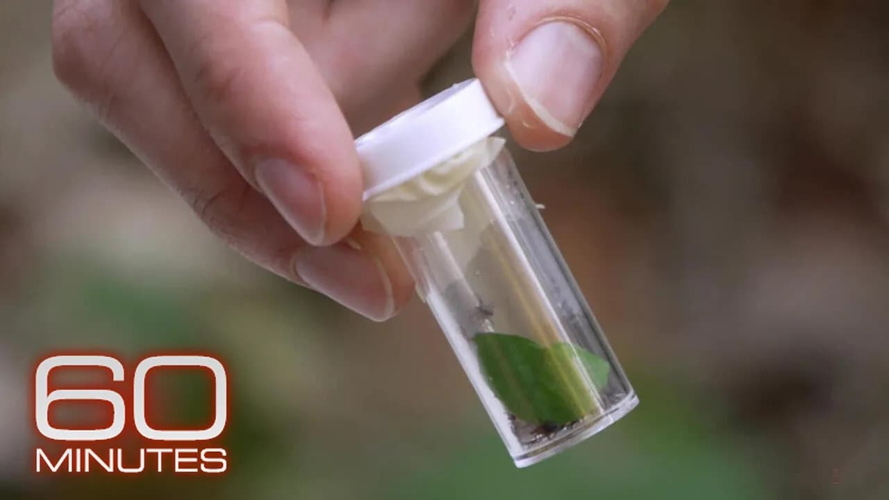 Scientists have a bold idea to fight Lyme disease: Change the mice | 60 Minutes Archive