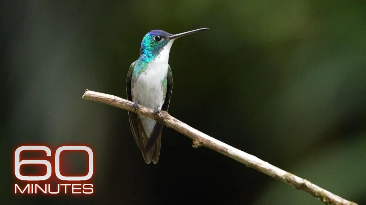Birding takes flight after peace deal between Colombia and guerrilla group | 60 Minutes