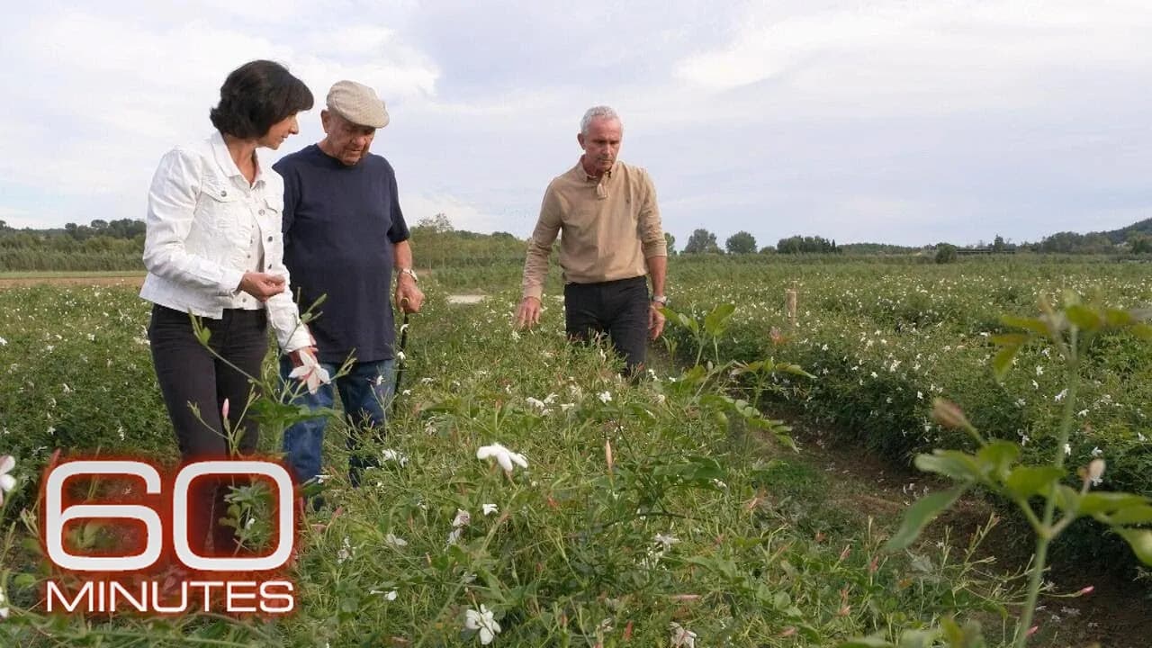 Inside Grasse, where flowers for Chanel No. 5 have been grown for more than a century