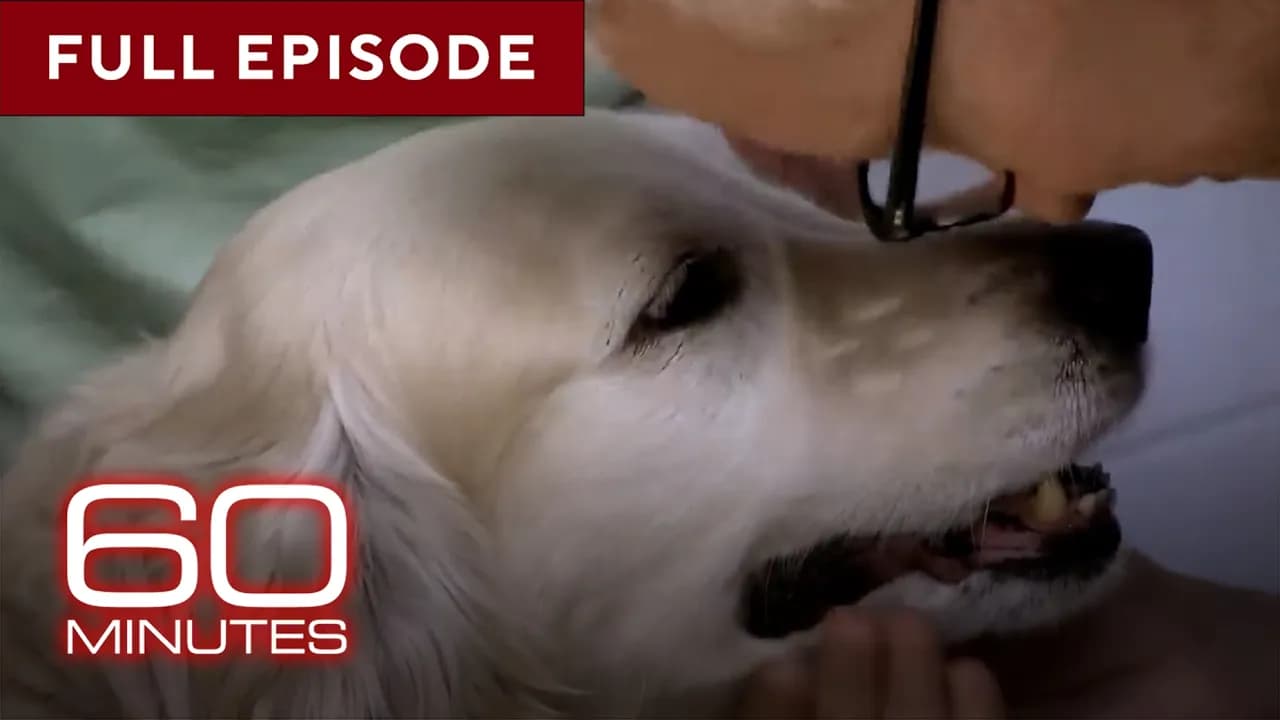 Stories About Dogs | 60 Minutes Full Episodes