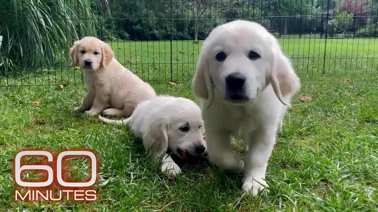 "Friendliness mutations" in dog DNA | 60 Minutes Archive