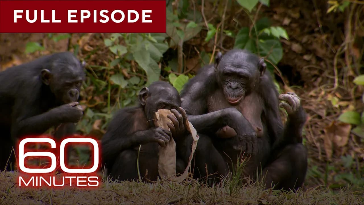 Primates | 60 Minutes Full Episodes