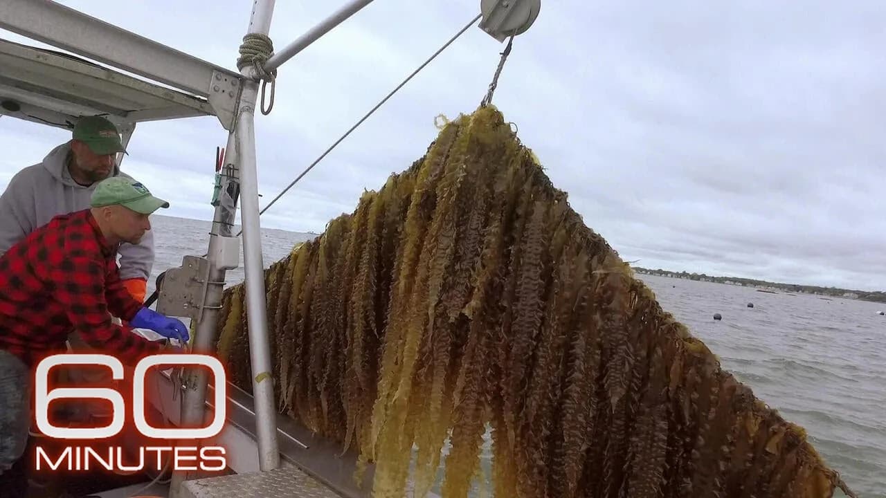 The health and environmental benefits of sugar kelp | 60 Minutes Archive
