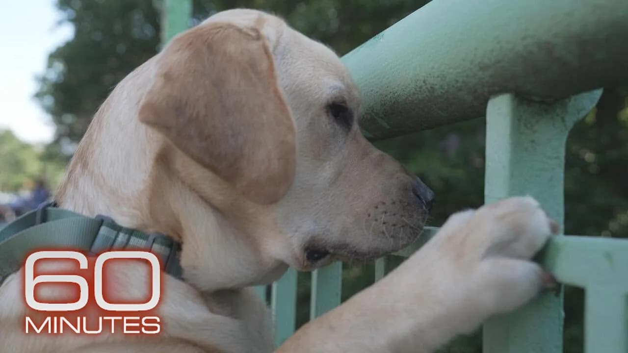 The Dog Aging Project | Sunday on 60 Minutes