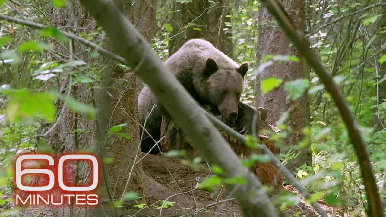 Grizzlies | 60 Minutes Archive