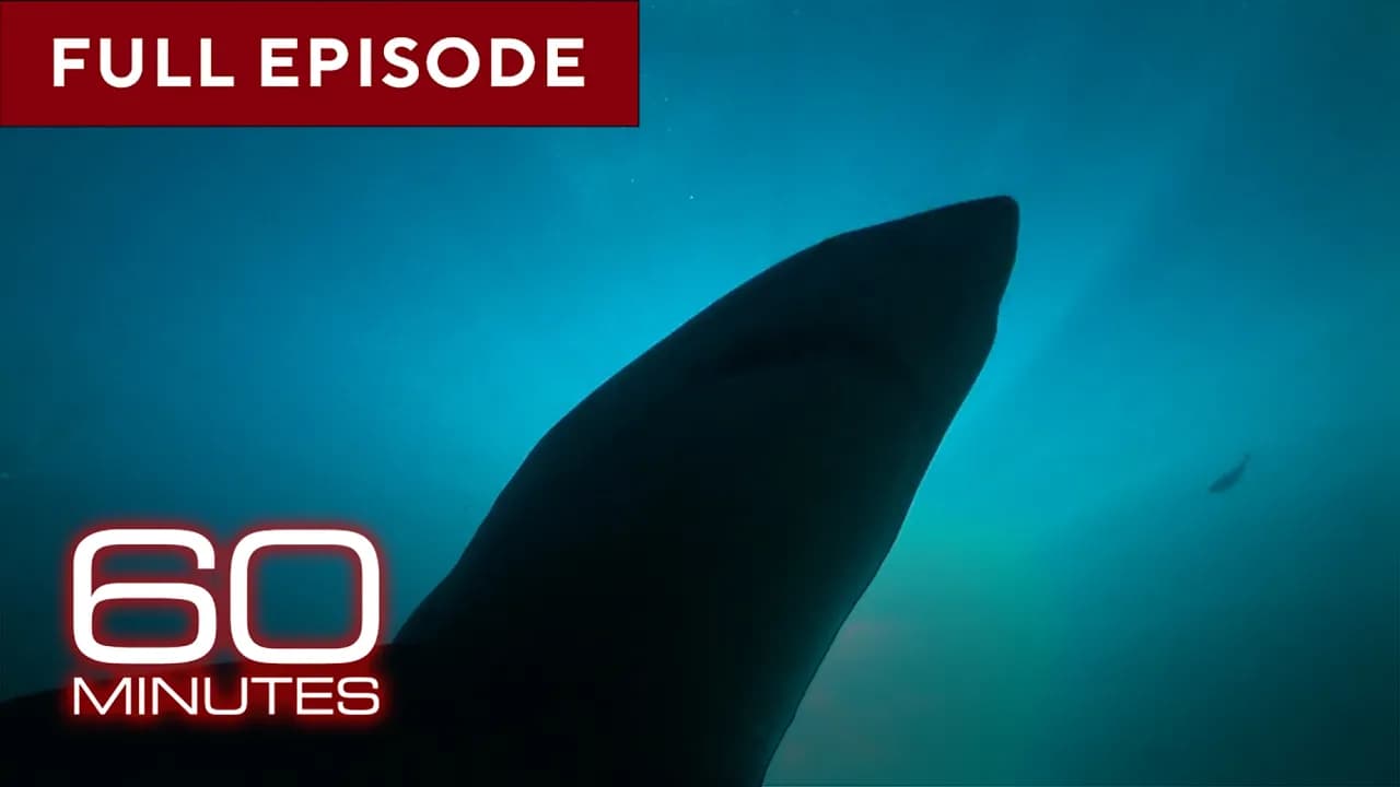 Sharks | 60 Minutes Full Episodes